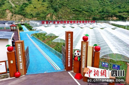 汶川县绵虒镇樱桃高效栽培示范园。汶川县委宣传部供图 汶川县绵虒镇樱桃高效栽培示范园。汶川县委宣传部供图