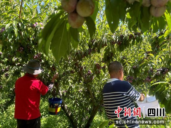 果农采摘红脆李。汶川县委宣传部供图 果农采摘红脆李。汶川县委宣传部供图