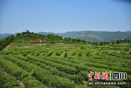 万源市固军镇三清庙村东西部协作帮扶茶园。冯津榕 摄 万源市固军镇三清庙村东西部协作帮扶茶园。冯津榕 摄
