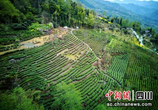 豆叩银岭高山生态茶园。 胡宇 摄 豆叩银岭高山生态茶园。 胡宇 摄