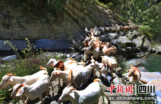 北川白山羊。 北川县委宣传部供图 北川白山羊。 北川县委宣传部供图