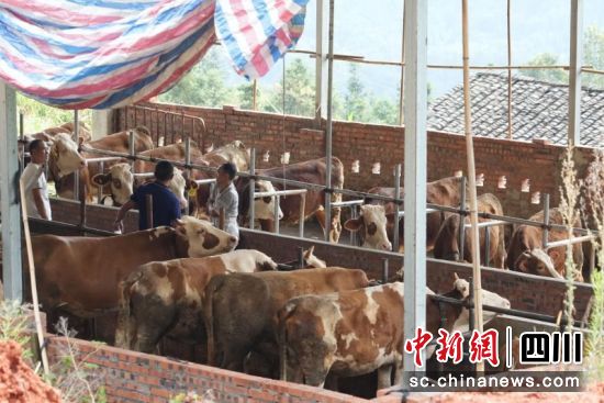 西门塔尔肉牛。张燕 摄 西门塔尔肉牛。张燕 摄