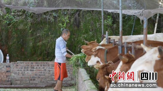 李通明忙碌地为牛添草料。张燕 摄 李通明忙碌地为牛添草料。张燕 摄