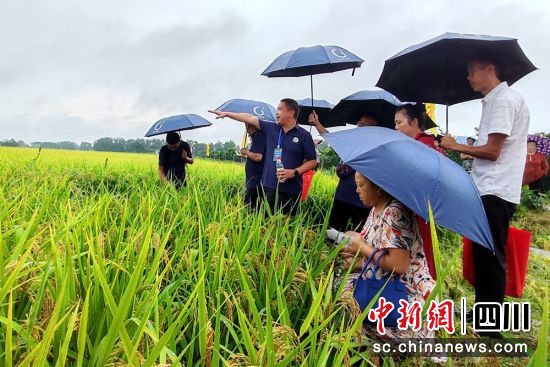 嘉宾现场观察稻田长势。成都益民集团供图 嘉宾现场观察稻田长势。成都益民集团供图