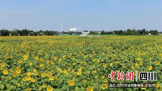 农科村向日葵花海。郫都区融媒体中心 供图 农科村向日葵花海。郫都区融媒体中心 供图