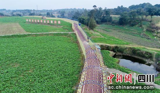 成佳大头菜农业主题公园。贡井融媒 供图 成佳大头菜农业主题公园。贡井融媒 供图