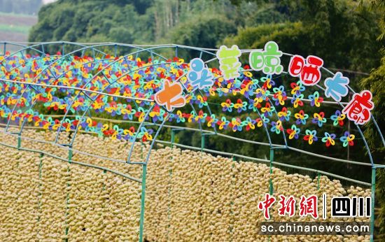 大头菜晾晒长廊。贡井融媒 供图 大头菜晾晒长廊。贡井融媒 供图