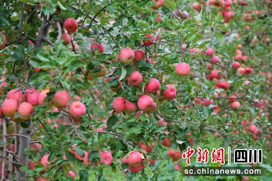 红彤彤的苹果挂满枝头。降初泽郎 摄 红彤彤的苹果挂满枝头。降初泽郎 摄