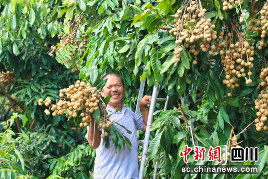 桂圆丰收。杨尚威 摄 桂圆丰收。杨尚威 摄