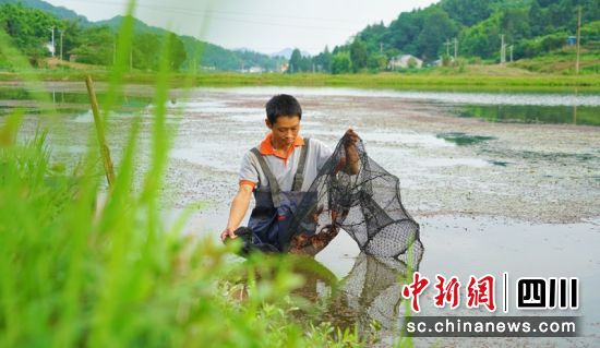 西充县老家湾村小龙虾养殖基地。衡欢 摄 西充县老家湾村小龙虾养殖基地。衡欢 摄
