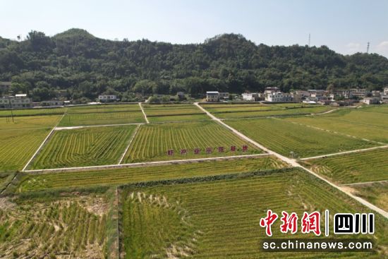 水稻收割完成,将在稻田里投放虾苗 。罗友莉 摄 水稻收割完成,将在稻田里投放虾苗 。罗友莉 摄