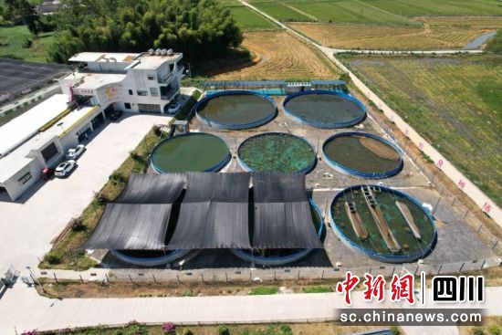 同乐农业小龙虾选育暂养池 。罗友莉 摄 同乐农业小龙虾选育暂养池 。罗友莉 摄