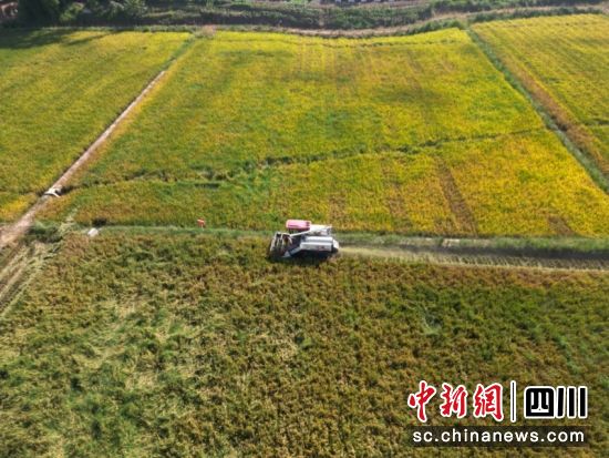 田间一片丰收景象。中铁科研院 供图 田间一片丰收景象。中铁科研院 供图