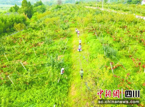 金台镇插旗村,村民采收猕猴桃。黄骞 摄 金台镇插旗村,村民采收猕猴桃。黄骞 摄