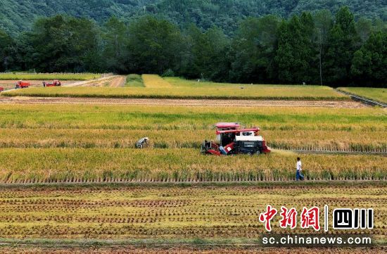 绵阳市平武县水稻丰收。 胡宇 摄 绵阳市平武县水稻丰收。 胡宇 摄