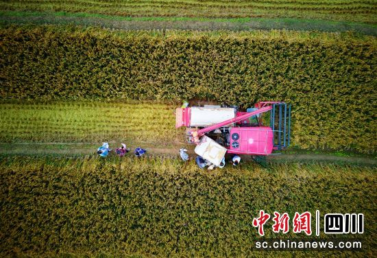 绵阳市平武县水稻丰收。 胡宇 摄 绵阳市平武县水稻丰收。 胡宇 摄