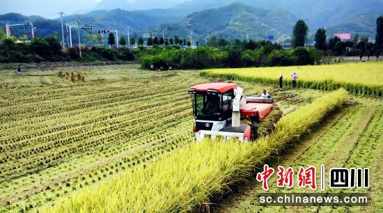 农机手驾驶收割机抢收稻谷。中共广元市朝天区委宣传部 供图 农机手驾驶收割机抢收稻谷。中共广元市朝天区委宣传部 供图