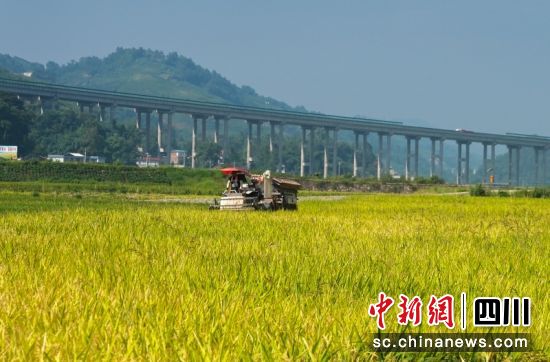 高县粮油现代农业园区内收割机正在收割水稻。 阳净 摄 高县粮油现代农业园区内收割机正在收割水稻。 阳净 摄