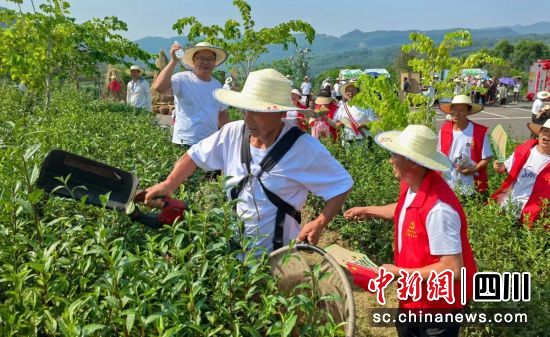 采茶现场。曾莉 供图 采茶现场。曾莉 供图