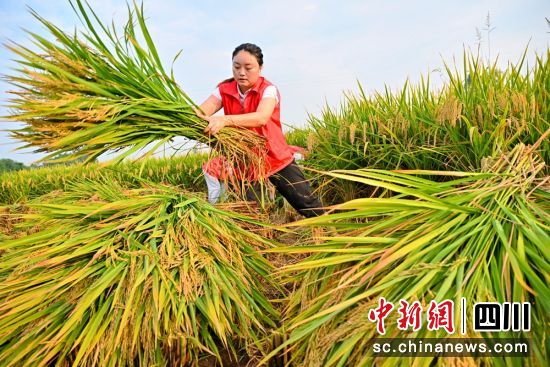 志愿者在田间帮着收割稻谷。潘帅 摄 志愿者在田间帮着收割稻谷。潘帅 摄