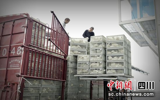 工人将运送来的蛋鸡搬往鸡舍。 平武县委宣传部供图 工人将运送来的蛋鸡搬往鸡舍。 平武县委宣传部供图