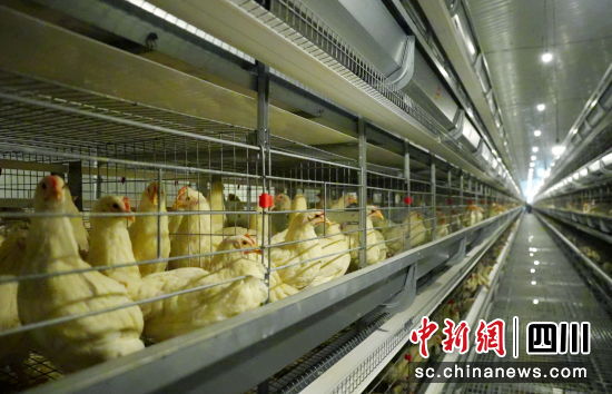 现代化鸡舍里的蛋鸡。 平武县委宣传部供图 现代化鸡舍里的蛋鸡。 平武县委宣传部供图