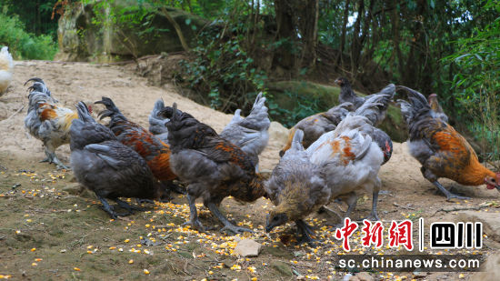 村民苟于毅养殖的“瓦灰鸡”。中共平昌县委宣传部 供图 村民苟于毅养殖的“瓦灰鸡”。中共平昌县委宣传部 供图