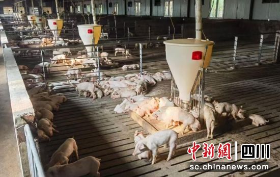 生猪养殖现场。雨城融媒 供图 生猪养殖现场。雨城融媒 供图