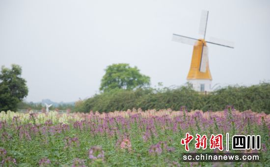 醉蝶花盛开。刘庆 供图 醉蝶花盛开。刘庆 供图