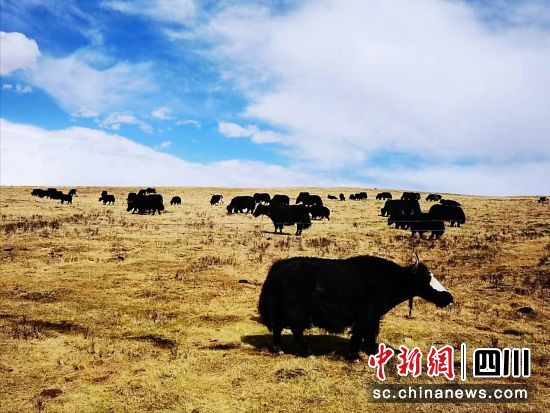 甘孜牦牛。甘孜州市场监管局 供图 甘孜牦牛。甘孜州市场监管局 供图