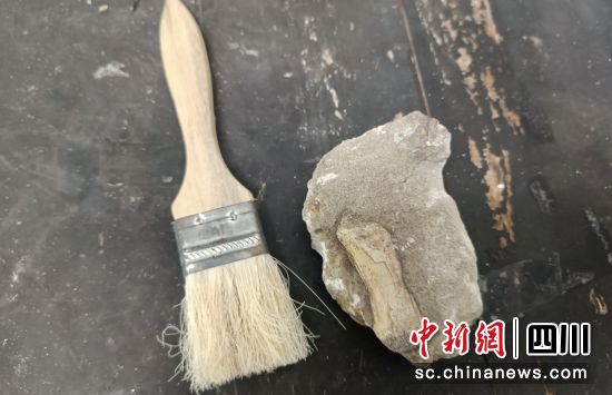 新发现的恐龙化石。自贡文旅 供图 新发现的恐龙化石。自贡文旅 供图