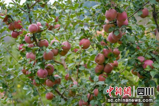 小金苹果长势喜人。小金县委宣传部供图 小金苹果长势喜人。小金县委宣传部供图