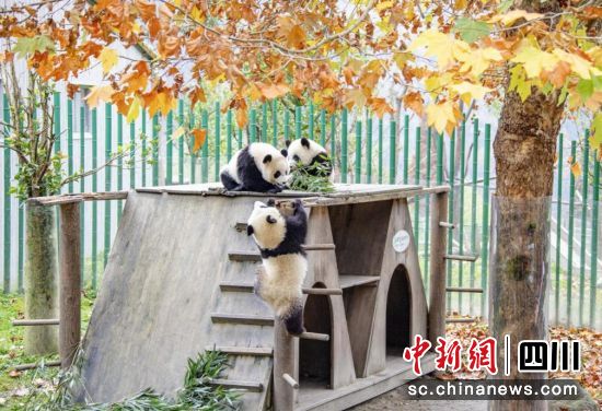大熊猫呆萌可爱。汶川县委宣传部供图 大熊猫呆萌可爱。汶川县委宣传部供图