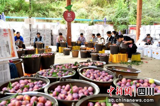 红脆李迎丰收。汶川县委宣传部供图 红脆李迎丰收。汶川县委宣传部供图