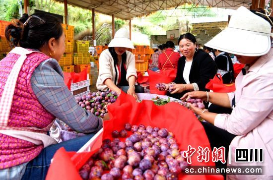 红脆李迎丰收。汶川县委宣传部供图 红脆李迎丰收。汶川县委宣传部供图