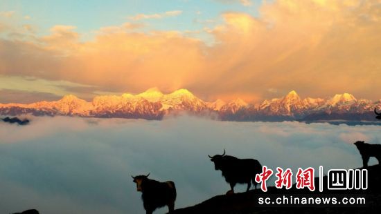 图为牛背山景区。 四川牛背山旅游开发有限公司 供图 图为牛背山景区。 四川牛背山旅游开发有限公司 供图