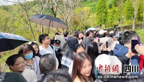 游客打卡中华大熊猫苑。汶川县委宣传部供图 游客打卡中华大熊猫苑。汶川县委宣传部供图