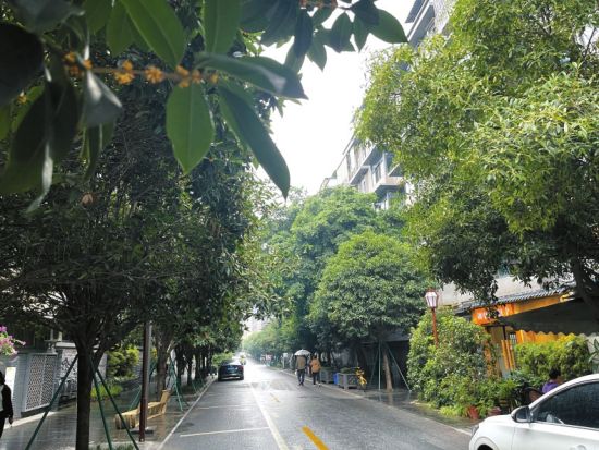成都市桂花巷的桂花陆续绽放。 成都市桂花巷的桂花陆续绽放。