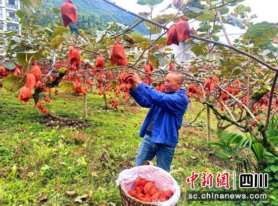 村民采摘猕猴桃。汶川县委宣传部供图 村民采摘猕猴桃。汶川县委宣传部供图