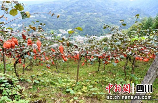 猕猴桃果园。汶川县委宣传部供图 猕猴桃果园。汶川县委宣传部供图