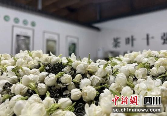 采摘好的茉莉花。荣县融媒 供图 采摘好的茉莉花。荣县融媒 供图