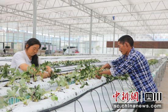 工作人员栽种草莓苗。朱思雨 摄 工作人员栽种草莓苗。朱思雨 摄
