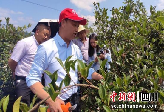 现场技术指导。荣县自然资源和规划局 供图 现场技术指导。荣县自然资源和规划局 供图