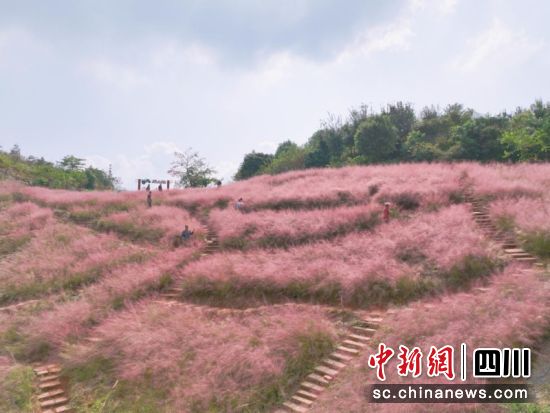 粉黛如烟似霞。蒋雪梅 摄 粉黛如烟似霞。蒋雪梅 摄
