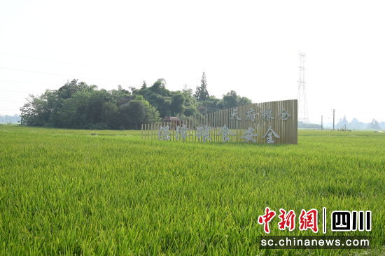金融活水源源不断浇灌天府粮仓。中国农业银行四川省分行 供图 金融活水源源不断浇灌天府粮仓。中国农业银行四川省分行 供图