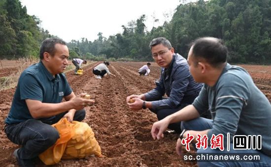 农技人员指导现场。荣县融媒 供图 农技人员指导现场。荣县融媒 供图