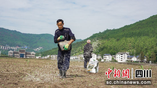 白依镇优质粮油基地,村民在田间施肥。中共平昌县委宣传部 供图 白依镇优质粮油基地,村民在田间施肥。中共平昌县委宣传部 供图