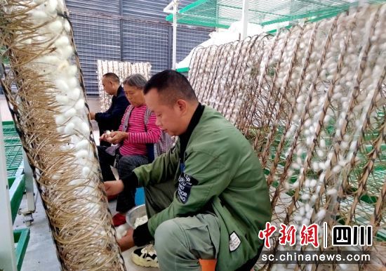 蚕农正在摘茧。罗景萍 摄 蚕农正在摘茧。罗景萍 摄