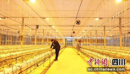 西充县金科种养殖有限公司“番茄馆”智能温室大棚,工作人员正在进行生产管护。廖桂华 摄 西充县金科种养殖有限公司“番茄馆”智能温室大棚,工作人员正在进行生产管护。廖桂华 摄