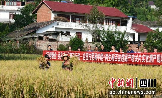 实收测产现场。荣县融媒 供图 实收测产现场。荣县融媒 供图